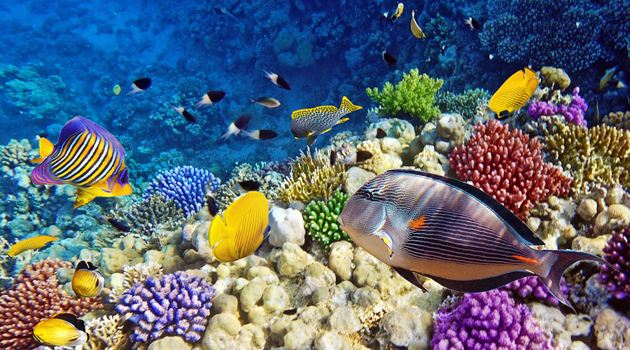 Không chỉ là kỳ quan “khu rừng” san hô Phú Quốc còn là nhà của các loài cá nhỏ