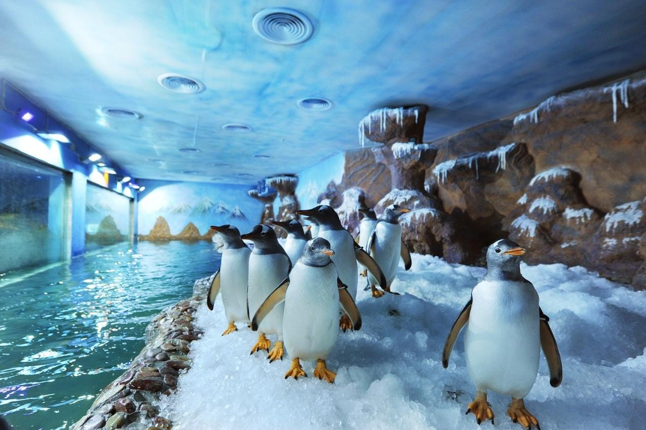 Nơi sinh sống của những chú chim cánh cụt đáng yêu